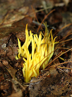 Golden Spindles - Clavulinopsis fusiformis 
Bright yellow, cylindrical, unbranched fruiting bodies.

Habitat: Growing in a cluster on the ground in a mostly deciduous forest. Clavulinopsis fusiformis,Geotagged,Golden spindles,Summer,United States