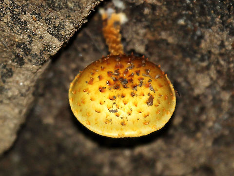 Golden Scalycap - Pholiota aurivella Cap was yellow with brown scales. Gills were tan/yellow. Shaggy yellow stipe. 

Habitat: Growing out from the underside of a rock Geotagged,Golden Scalycap,Pholiota aurivella,Summer,United States