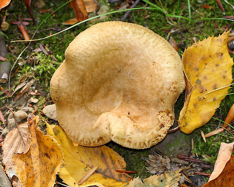 Roll Rim Mushroom - Paxillus involutus Brown, strongly inrolled cap with a central depression. Decurrent gills that bruise brown. Short stipe that also bruised brown.

Habitat: Growing on the ground in a mixed forest.
https://www.jungledragon.com/image/71683/roll_rim_mushroom_-_paxillus_involutus.html
https://www.jungledragon.com/image/65220/roll_rim_mushroom_-_paxillus_involutus.html Geotagged,Paxillus involutus,Poison Pax,Summer,United States
