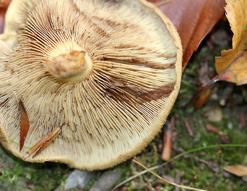 Roll Rim Mushroom - Paxillus involutus Brown, strongly inrolled cap with a central depression. Decurrent gills that bruise brown. Short stipe that also bruised brown.

Habitat: Growing on the ground in a mixed forest.
https://www.jungledragon.com/image/71682/roll_rim_mushroom_-_paxillus_involutus.html
https://www.jungledragon.com/image/65220/roll_rim_mushroom_-_paxillus_involutus.html Geotagged,Paxillus involutus,Poison Pax,Summer,United States