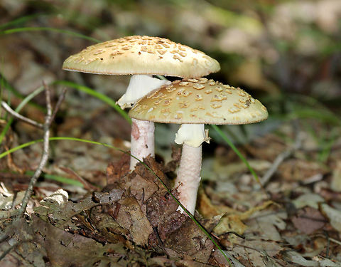 Eastern American Blusher - Amanita amerirubescens Beige cap with warts. Stem white with a pink hue. Gills white. Flesh turned pink when bruised.

Habitat: Spotted growing in a deciduous forest. Amanita amerirubescens,Eastern American Blusher,Geotagged,Summer,United States