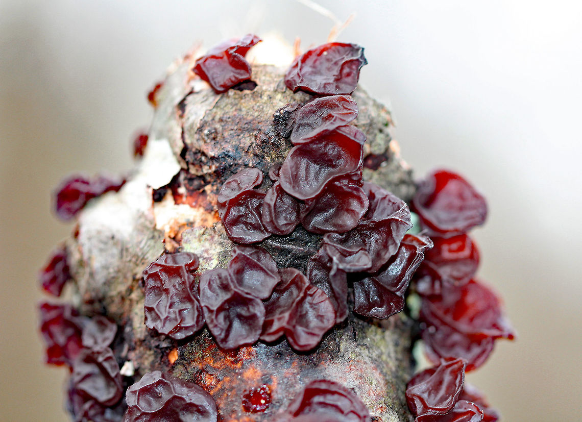 Exidia recisa Individual fruiting bodies that were reddish brown and had large concave depressions surrounded by ridges. Some of the fruiting bodies were separate, while others were overcrowded with irregular shapes. Exidia recisa,Fall,Geotagged,United States,amber jelly roll,exidia