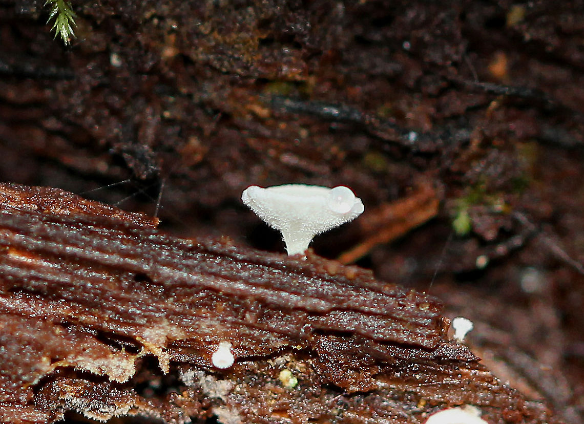 Stalked Hairy Fairy Cups - Dasyscyphus virgineus Small, white stalked cups that were approximately 1-2 mm wide. The sterile outer surface was covered in white hairs, while the fertile surface was completely smooth. Dasyscyphus virgineus,Fall,Geotagged,Stalked Hairy Fairy Cup,United States