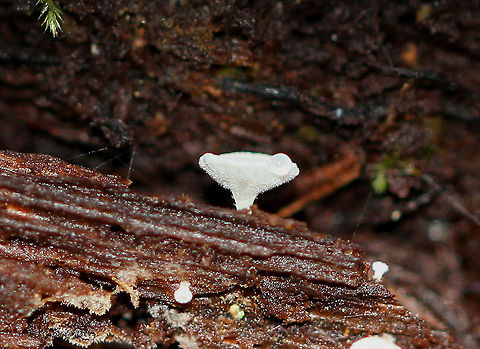 Stalked Hairy Fairy Cups - Dasyscyphus virgineus Small, white stalked cups that were approximately 1-2 mm wide. The sterile outer surface was covered in white hairs, while the fertile surface was completely smooth. Dasyscyphus virgineus,Fall,Geotagged,Stalked Hairy Fairy Cup,United States