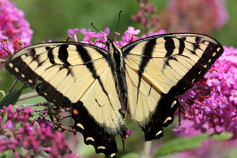 Eastern Tiger Swallowtail - Papilio glaucus Habitat: Rural garden Eastern Tiger Swallowtail,Geotagged,Papilio glaucus,Summer,United States,butterfly,papilio,swallowtail