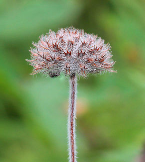 Wild Basil - Clinopodium vulgare Dense, rounded clusters at the tops of very hairy stems. I think this is the fruit part of the plant. During summer, this plant has beautiful, tubular purple flowers. The dried leaves can be used as a seasoning. The plant is also purported to have many medicinal qualities.
https://www.jungledragon.com/image/71689/wild_basil_-_clinopodium_vulgare.html Clinopodium vulgare,Fall,Geotagged,United States,Wild basil