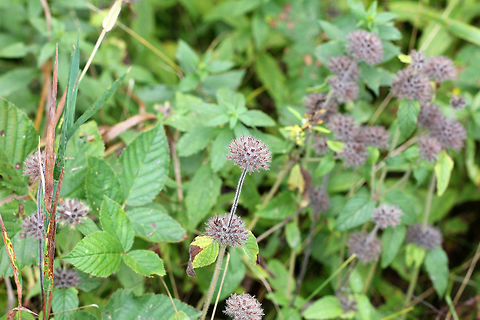 Wild Basil - Clinopodium vulgare Dense, rounded clusters at the tops of very hairy stems. I think this is the fruit part of the plant. During summer, this plant has beautiful, tubular purple flowers. The dried leaves can be used as a seasoning. The plant is also purported to have many medicinal qualities.
https://www.jungledragon.com/image/71688/wild_basil_-_clinopodium_vulgare.html Clinopodium vulgare,Fall,Geotagged,United States,Wild basil