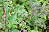 Wild Basil - Clinopodium vulgare Dense, rounded clusters at the tops of very hairy stems. I think this is the fruit part of the plant. During summer, this plant has beautiful, tubular purple flowers. The dried leaves can be used as a seasoning. The plant is also purported to have many medicinal qualities.<br />
https://www.jungledragon.com/image/71688/wild_basil_-_clinopodium_vulgare.html Clinopodium vulgare,Fall,Geotagged,United States,Wild basil