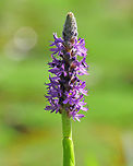 Pickerelweed - Pontederia cordata Habitat: Growing in a small woodland pond<br />
https://www.jungledragon.com/image/71691/pickerelweed_-_pontederia_cordata.html Geotagged,Pickerelweed,Pontederia cordata,Summer,United States,purple