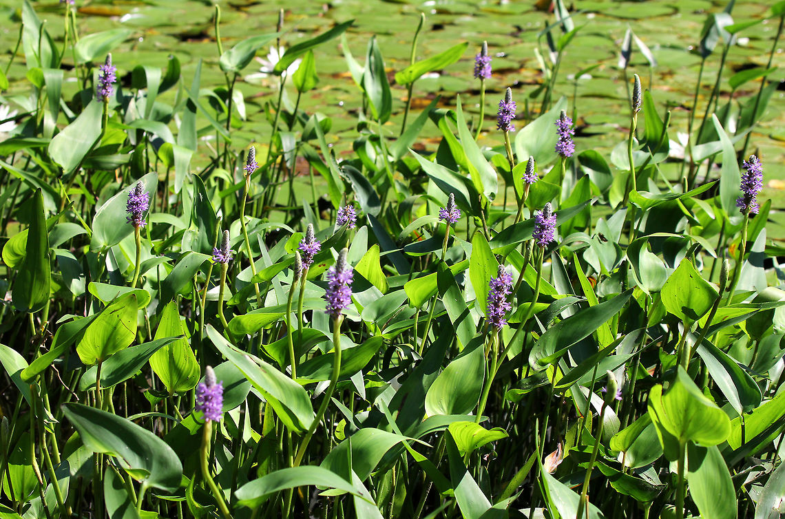 Pickerelweed - Pontederia cordata Habitat: Growing in a small woodland pond<br />
<figure class="photo"><a href="https://www.jungledragon.com/image/71690/pickerelweed_-_pontederia_cordata.html" title="Pickerelweed - Pontederia cordata"><img src="https://s3.amazonaws.com/media.jungledragon.com/images/3232/71690_thumb.jpg?AWSAccessKeyId=05GMT0V3GWVNE7GGM1R2&Expires=1759968010&Signature=J0Lxy6rsARXcTPTsn5uEWVDOm04%3D" width="122" height="152" alt="Pickerelweed - Pontederia cordata Habitat: Growing in a small woodland pond<br />
https://www.jungledragon.com/image/71691/pickerelweed_-_pontederia_cordata.html Geotagged,Pickerelweed,Pontederia cordata,Summer,United States,purple" /></a></figure> Geotagged,Pickerelweed,Pontederia cordata,Summer,United States