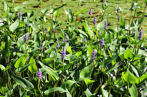 Pickerelweed - Pontederia cordata Habitat: Growing in a small woodland pond
https://www.jungledragon.com/image/71690/pickerelweed_-_pontederia_cordata.html Geotagged,Pickerelweed,Pontederia cordata,Summer,United States
