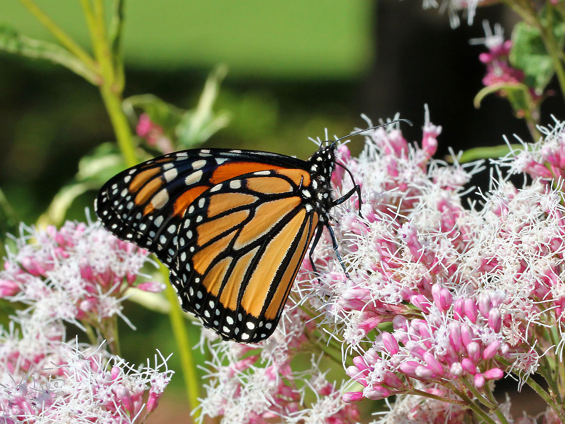 Monarch Butterfly - Danaus plexippus Bright orange wings with black and white markings. The outer edge of the wings has a thick black border. Within the black border are white spots. The upper corner of the top set of wings has orange spots. The body of the monarch is black. <br />
<br />
Habitat: Rural garden Danaus plexippus,Fall,Geotagged,Monarch butterfly,United States