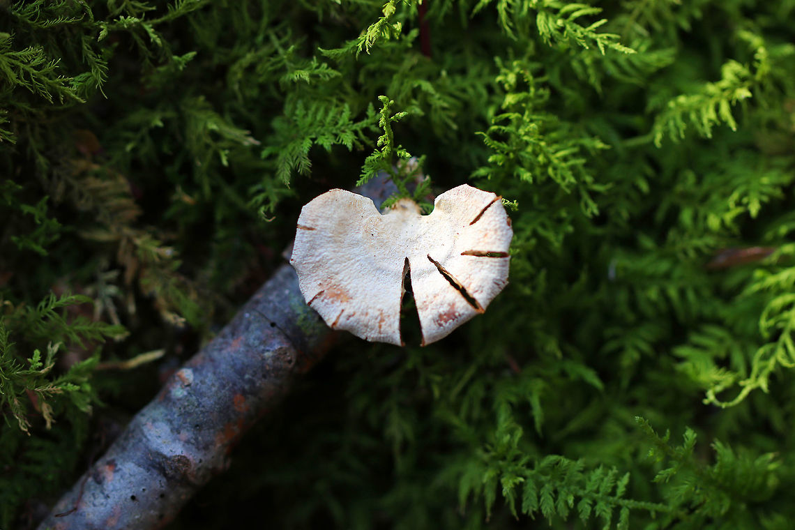 Bitter Oyster - Panellus stipticus By day, this mushroom is unassuming, common, and mostly overlooked. But, it becomes a spectacular beauty at night with its bioluminescent gills. This mushroom has a fan-shaped, woolly, white cap with an inrolled margin. Cinnamon-tan colored gills. Off-center, fuzzy, white stipe.<br />
<br />
Habitat:Growing on a small stick in a mossy, mixed forest. Bitter oyster,Geotagged,Panellus stipticus,United States,Winter,mushroom