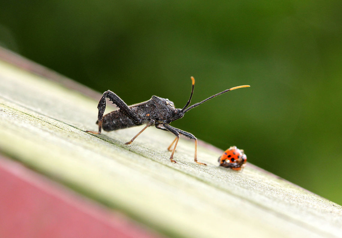 Leaf-footed Bug - Acanthocephala terminalis Habitat: On the edge of a deciduous forest Acanthocephala terminalis,Geotagged,Summer,United States