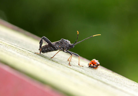 Leaf-footed Bug - Acanthocephala terminalis Habitat: On the edge of a deciduous forest Acanthocephala terminalis,Geotagged,Summer,United States
