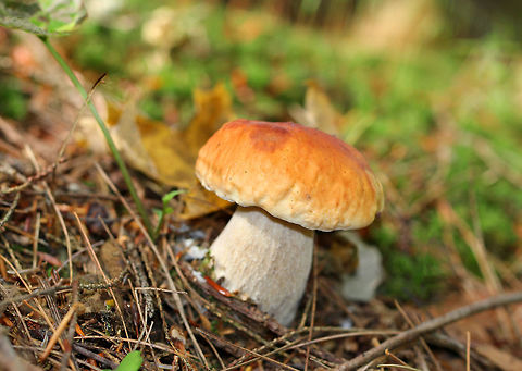 Chippewa Boletus - Boletus chippewaensis Yellow, well-chewed on cap, white pores, and buff stipe with white netting. The pores were white/yellowish. stained pale pink, and bruised when cut into.
https://www.jungledragon.com/image/71697/chippewa_boletus_-_boletus_chippewaensis.html Boletus chippewaensis,Chippewa Bolete,Chippewa Boletus,Geotagged,Summer,United States,bolete