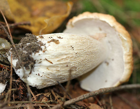 Chippewa Boletus - Boletus chippewaensis Yellow, well-chewed on cap, white pores, and buff stipe with white netting. The pores were white/yellowish. stained pale pink, and bruised when cut into.
https://www.jungledragon.com/image/71696/chippewa_boletus_-_boletus_chippewaensis.html Boletus chippewaensis,Chippewa Bolete,Geotagged,Summer,United States,bolete,chippewa bolete,mushroom