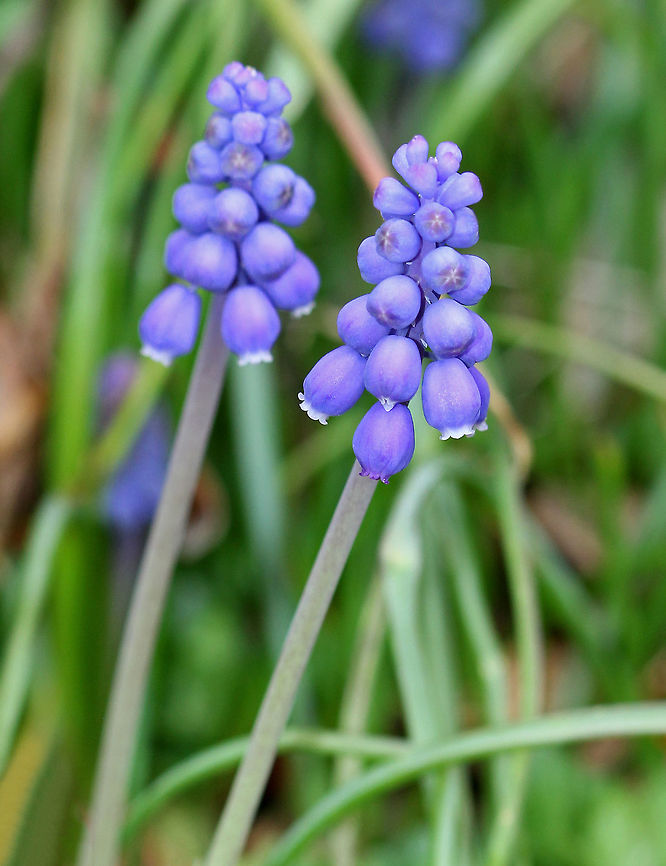 Grape Hyacinth - Muscari botryoides This plant produces spikes of dense blue/purple flowers that resemble bunches of grapes. Geotagged,Grape Hyacinth,Muscari botryoides,Spring,United States