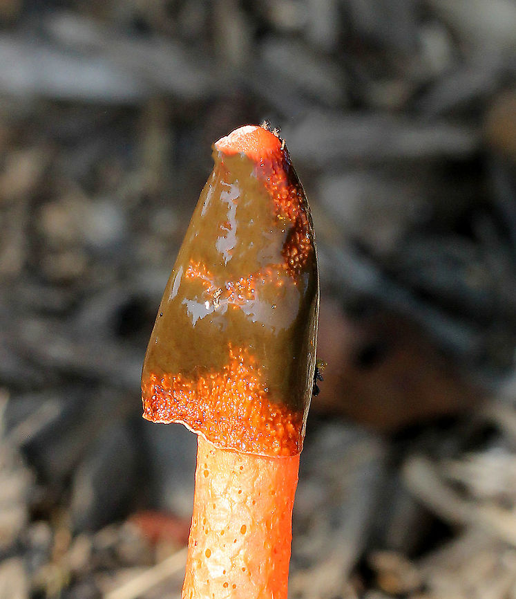 Red Stinkhorn - Phallus rubicundus This mushroom truly smells much worse than it looks. After all, it&#039;s called a &quot;stinkhorn&quot; for a reason. It has a spike-like orange fruiting body with small pockmarks and an olive-brown, gelatinous, stinky spore mass towards the apex, which is called the gleba. The fetid odor of the gleba attracts flies. The gleba sticks to the flies as they feed on it, and the flies then mechanically spread the fungus when they land in different places. In addition, the flies further aid in spore dispersal by frantically sucking up the gleba as they can consume as much as 80 percent of their body weight in stinkhorn gleba daily! This putrid gorging upsets the fly&#039;s digestive system, which then enables the spores to quickly make their exit from the fly&#039;s hindgut.<br />
<figure class="photo"><a href="https://www.jungledragon.com/image/71735/red_stinkhorn_-_phallus_rubicundus.html" title="Red Stinkhorn - Phallus rubicundus"><img src="https://s3.amazonaws.com/media.jungledragon.com/images/3232/71735_thumb.jpg?AWSAccessKeyId=05GMT0V3GWVNE7GGM1R2&Expires=1759968010&Signature=4K8DYiuKSRJRvTuONhYON5zYkAU%3D" width="102" height="152" alt="Red Stinkhorn - Phallus rubicundus This mushroom truly smells much worse than it looks. After all, it&#039;s called a &quot;stinkhorn&quot; for a reason. It has a spike-like orange fruiting body with small pockmarks and an olive-brown, gelatinous, stinky spore mass towards the apex, which is called the gleba. The fetid odor of the gleba attracts flies. The gleba sticks to the flies as they feed on it, and the flies then mechanically spread the fungus when they land in different places. In addition, the flies further aid in spore dispersal by frantically sucking up the gleba as they can consume as much as 80 percent of their body weight in stinkhorn gleba daily! This putrid gorging upsets the fly&#039;s digestive system, which then enables the spores to quickly make their exit from the fly&#039;s hindgut.<br />
https://www.jungledragon.com/image/71734/red_stinkhorn_-_phallus_rubicundus.html Geotagged,Phallus rubicundus,Red Stinkhorn Fungus,Summer,United States" /></a></figure> Geotagged,Phallus rubicundus,Red Stinkhorn Fungus,Summer,United States