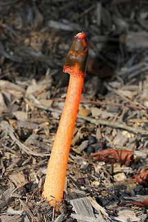 Red Stinkhorn - Phallus rubicundus This mushroom truly smells much worse than it looks. After all, it's called a "stinkhorn" for a reason. It has a spike-like orange fruiting body with small pockmarks and an olive-brown, gelatinous, stinky spore mass towards the apex, which is called the gleba. The fetid odor of the gleba attracts flies. The gleba sticks to the flies as they feed on it, and the flies then mechanically spread the fungus when they land in different places. In addition, the flies further aid in spore dispersal by frantically sucking up the gleba as they can consume as much as 80 percent of their body weight in stinkhorn gleba daily! This putrid gorging upsets the fly's digestive system, which then enables the spores to quickly make their exit from the fly's hindgut.
https://www.jungledragon.com/image/71734/red_stinkhorn_-_phallus_rubicundus.html Geotagged,Phallus rubicundus,Red Stinkhorn Fungus,Summer,United States