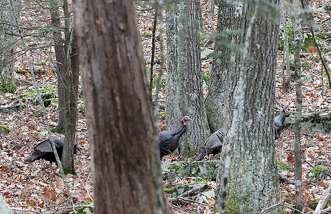Wild Turkey - Meleagris gallopavo I was hiking in the woods when I heard a cacophony of drumming, gobbling, and clucking from off in the distance. I followed the noise, in addition to tracks and scat, and came upon a flock of turkeys dusting and sunning themselves in a small clearing in the woods. I tried to sneak up on them, but there were a lot of big rocks to scramble over and I was not as stealth as I thought I could be. They saw me, and headed up a hill. I thought I could overtake them, but I underestimated their speed when being pursued. They were practically sprinting up a steep hill, while I ate their dust. So, I only got a couple blurry photos! 

Wild Turkeys are very large, plump birds. They have long legs, wide tails, and small heads on long, thin necks. They have dark plumage with a bronze-green iridescence. The bare skin of their heads and necks varies from red to blue to gray. 

Wild turkeys were nearly wiped out by hunters and habitat loss by the early 1900s, but they made a comeback due to conservation efforts. However, for the past decade or so, turkey populations have again started to fall across much of the United States. This current decline is due to many factors - including, overhunting, habitat loss, climate change, disease, predation, etc. 

Habitat: Mixed forest. I have not provided the exact location because we have a hunting problem in our area where hunters will even trespass on protected lands in order to hunt turkeys.
https://www.jungledragon.com/image/57991/wild_turkey_-_meleagris_gallopavo.html Fall,Geotagged,Meleagris gallopavo,United States,Wild turkey,turkey