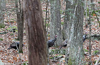 Wild Turkey - Meleagris gallopavo I was hiking in the woods when I heard a cacophony of drumming, gobbling, and clucking from off in the distance. I followed the noise, in addition to tracks and scat, and came upon a flock of turkeys dusting and sunning themselves in a small clearing in the woods. I tried to sneak up on them, but there were a lot of big rocks to scramble over and I was not as stealth as I thought I could be. They saw me, and headed up a hill. I thought I could overtake them, but I underestimated their speed when being pursued. They were practically sprinting up a steep hill, while I ate their dust. So, I only got a couple blurry photos! <br />
<br />
Wild Turkeys are very large, plump birds. They have long legs, wide tails, and small heads on long, thin necks. They have dark plumage with a bronze-green iridescence. The bare skin of their heads and necks varies from red to blue to gray. <br />
<br />
Wild turkeys were nearly wiped out by hunters and habitat loss by the early 1900s, but they made a comeback due to conservation efforts. However, for the past decade or so, turkey populations have again started to fall across much of the United States. This current decline is due to many factors - including, overhunting, habitat loss, climate change, disease, predation, etc. <br />
<br />
Habitat: Mixed forest. I have not provided the exact location because we have a hunting problem in our area where hunters will even trespass on protected lands in order to hunt turkeys.<br />
https://www.jungledragon.com/image/57991/wild_turkey_-_meleagris_gallopavo.html Fall,Geotagged,Meleagris gallopavo,United States,Wild turkey,turkey