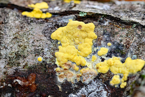 Hypocrea sulphurea Bright yellow, irregularly shaped fungus growing on a fallen tree. It had dark spots called ostioles, which are the exit holes for spores.
https://www.jungledragon.com/image/56624/hypocrea_sulphurea.html
https://www.jungledragon.com/image/71738/hypocrea_sulphurea.html
 Fall,Geotagged,Hypocrea,Hypocrea sulphurea,United States