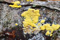 Hypocrea sulphurea Bright yellow, irregularly shaped fungus growing on a fallen tree. It had dark spots called ostioles, which are the exit holes for spores.<br />
https://www.jungledragon.com/image/56624/hypocrea_sulphurea.html<br />
https://www.jungledragon.com/image/71738/hypocrea_sulphurea.html<br />
 Fall,Geotagged,Hypocrea,Hypocrea sulphurea,United States