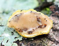 Hypocrea sulphurea Bright yellow, irregularly shaped fungus growing on a fallen tree. It had dark spots called ostioles, which are the exit holes for spores.<br />
https://www.jungledragon.com/image/71737/hypocrea_sulphurea.html<br />
https://www.jungledragon.com/image/56624/hypocrea_sulphurea.html Fall,Geotagged,Hypocrea sulphurea,United States