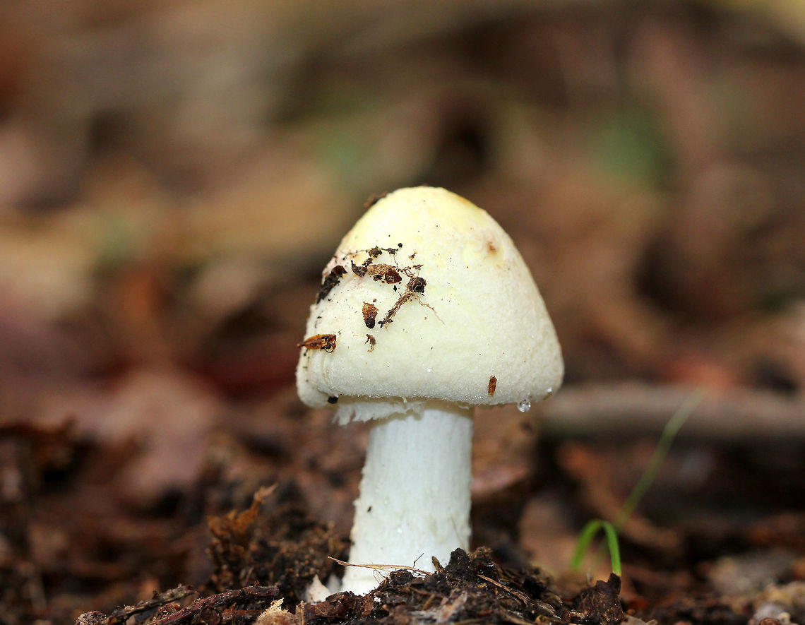Coker's Lavender Staining Amanita - Amanita lavendula Mostly white mushroom with a yellowish area in the center of the cap, which was tacky. Close, cream-colored gills. Stipe was white and somewhat shaggy with some spots of yellow.  Odor: Similar to potatoes.<br />
<br />
Habitat: Mixed forest dominated by pine and oak Amanita,Amanita lavendula,Amanita lavendula group,Coker's Lavender Staining Amanita,Geotagged,Summer,United States,mushroom,white