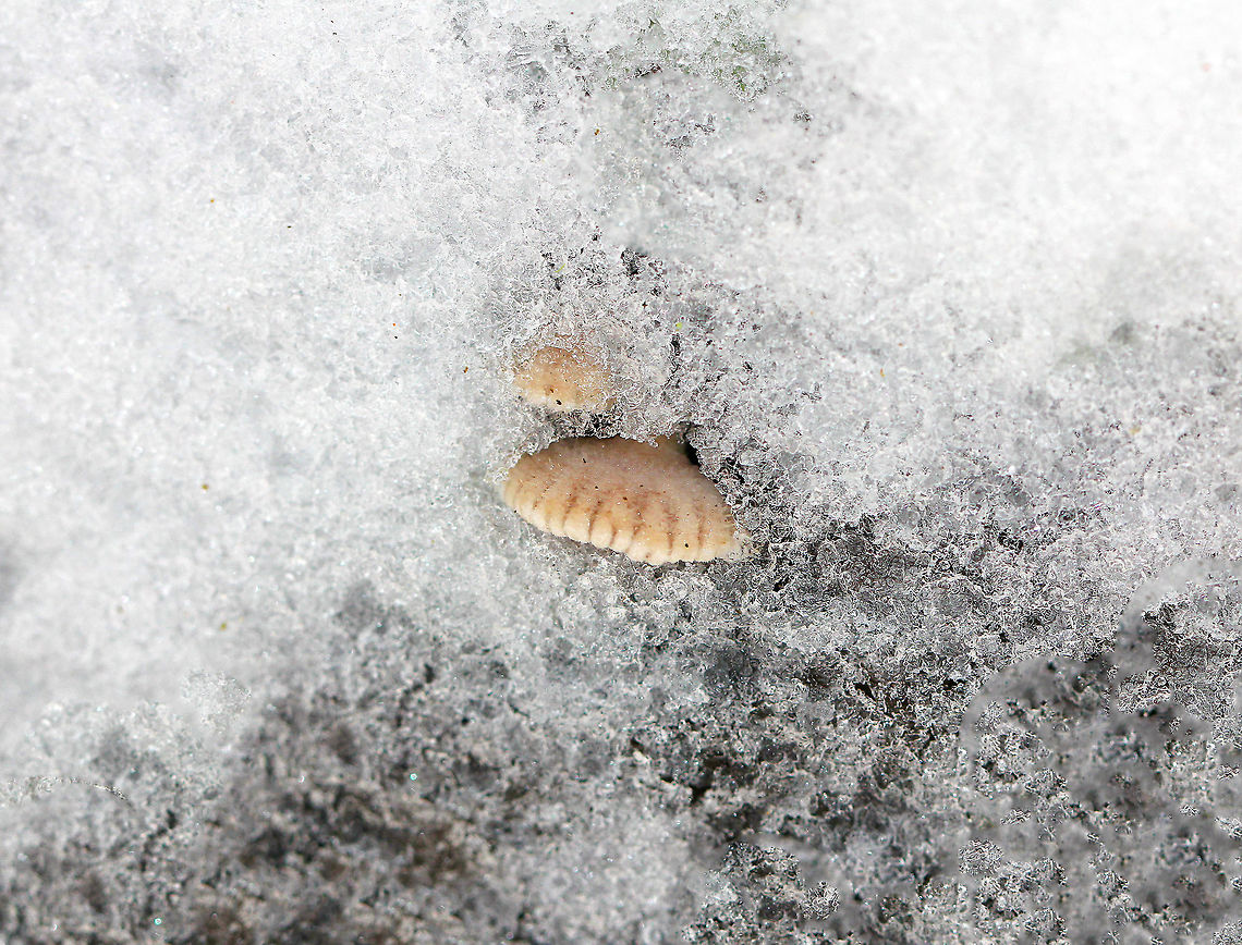Split Gills - Schizophyllum commune These mushrooms perfectly exemplify persistence, and were covered in snow. Delicate fruiting bodies that were 1-2 cm wide. They had fuzzy, white upper surfaces and gill-like folds on the under surfaces. The gills ranged in color from white to brown depending on age.<br />
<br />
Habitat: Growing on rotting wood in a mixed forest.<br />
<br />
Note: Although it is considered inedible in the United States and Europe, this species is widely consumed in other parts of the world. Also, it may have immunomodulatory, antifungal, and antiviral properties.<br />
<figure class="photo"><a href="https://www.jungledragon.com/image/71741/split_gills_-_schizophyllum_commune.html" title="Split Gills - Schizophyllum commune"><img src="https://s3.amazonaws.com/media.jungledragon.com/images/3232/71741_thumb.jpg?AWSAccessKeyId=05GMT0V3GWVNE7GGM1R2&Expires=1759968010&Signature=D8%2BkO5VWv9S0lPntQAqHa5eRYMo%3D" width="200" height="144" alt="Split Gills - Schizophyllum commune Delicate fruiting bodies that were 1-2 cm wide. They had fuzzy, white upper surfaces and gill-like folds on the under surfaces. The gills ranged in color from white to brown depending on age.<br />
<br />
Habitat: Growing on rotting wood in a mixed forest.<br />
<br />
Note: Although it is considered inedible in the United States and Europe, this species is widely consumed in other parts of the world. Also, it may have immunomodulatory, antifungal, and antiviral properties.<br />
https://www.jungledragon.com/image/71740/split_gills_-_schizophyllum_commune.html Geotagged,Schizophyllum commune,United States,Winter" /></a></figure> Geotagged,Schizophyllum commune,United States,Winter