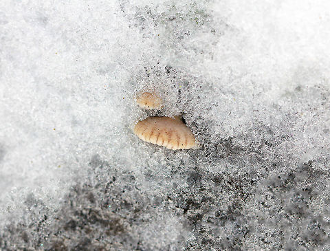 Split Gills - Schizophyllum commune These mushrooms perfectly exemplify persistence, and were covered in snow. Delicate fruiting bodies that were 1-2 cm wide. They had fuzzy, white upper surfaces and gill-like folds on the under surfaces. The gills ranged in color from white to brown depending on age.

Habitat: Growing on rotting wood in a mixed forest.

Note: Although it is considered inedible in the United States and Europe, this species is widely consumed in other parts of the world. Also, it may have immunomodulatory, antifungal, and antiviral properties.
https://www.jungledragon.com/image/71741/split_gills_-_schizophyllum_commune.html Geotagged,Schizophyllum commune,United States,Winter