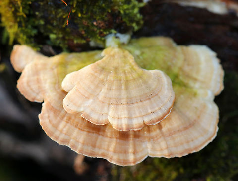 Trichaptum Fungus - Trichaptum sp. Fan-shaped fungus that had zones of buff, tan, and peach colors. Pore surface was tan and had eroded and developed teeth with maturity. 3-7 cm wide.

Habitat:Growing on rotting wood in a swampy forest.
https://www.jungledragon.com/image/71743/trichaptum_fungus_-_trichaptum_sp.html
https://www.jungledragon.com/image/71744/trichaptum_fungus_-_trichaptum_sp.html Geotagged,Trichaptum,Trichaptum Fungus,United States,Winter,fungus