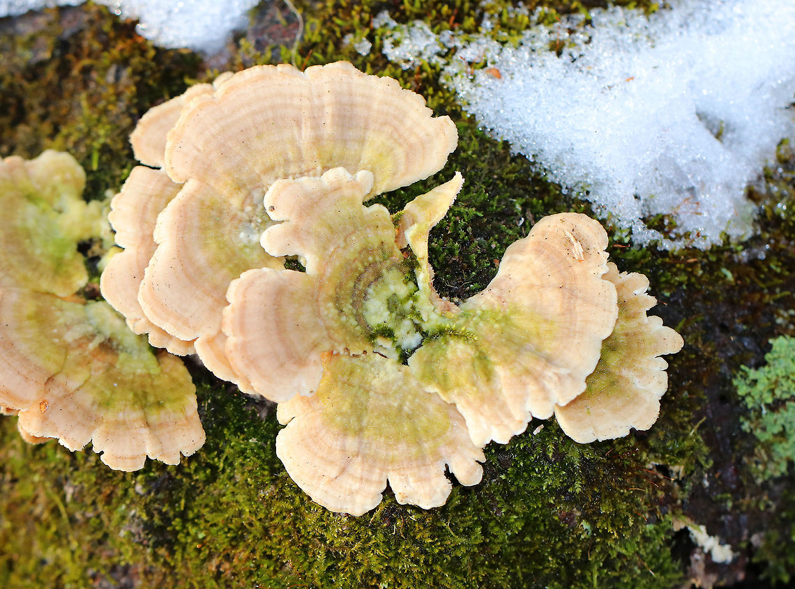 Trichaptum Fungus - Trichaptum sp. Fan-shaped fungus that had zones of buff, tan, and peach colors. Pore surface was tan and had eroded and developed teeth with maturity. 3-7 cm wide.<br />
<br />
Habitat:Growing on rotting wood in a swampy forest.<br />
<figure class="photo"><a href="https://www.jungledragon.com/image/71744/trichaptum_fungus_-_trichaptum_sp.html" title="Trichaptum Fungus - Trichaptum sp."><img src="https://s3.amazonaws.com/media.jungledragon.com/images/3232/71744_thumb.jpg?AWSAccessKeyId=05GMT0V3GWVNE7GGM1R2&Expires=1761782410&Signature=mzIDjkObyY8U8jTaH473C4Otj2s%3D" width="200" height="136" alt="Trichaptum Fungus - Trichaptum sp. Fan-shaped fungus that had zones of buff, tan, and peach colors. Pore surface was tan and had eroded and developed teeth with maturity. 3-7 cm wide.<br />
<br />
Habitat:Growing on rotting wood in a swampy forest.<br />
https://www.jungledragon.com/image/71742/trichaptum_fungus_-_trichaptum_sp.html<br />
https://www.jungledragon.com/image/71743/trichaptum_fungus_-_trichaptum_sp.html Geotagged,Trichaptum,Trichaptum Fungus,United States,Winter" /></a></figure><br />
<figure class="photo"><a href="https://www.jungledragon.com/image/71742/trichaptum_fungus_-_trichaptum_sp.html" title="Trichaptum Fungus - Trichaptum sp."><img src="https://s3.amazonaws.com/media.jungledragon.com/images/3232/71742_thumb.jpg?AWSAccessKeyId=05GMT0V3GWVNE7GGM1R2&Expires=1761782410&Signature=cDhxibzlOJhPh6EG2m6a0rqn9%2F4%3D" width="200" height="154" alt="Trichaptum Fungus - Trichaptum sp. Fan-shaped fungus that had zones of buff, tan, and peach colors. Pore surface was tan and had eroded and developed teeth with maturity. 3-7 cm wide.<br />
<br />
Habitat:Growing on rotting wood in a swampy forest.<br />
https://www.jungledragon.com/image/71743/trichaptum_fungus_-_trichaptum_sp.html<br />
https://www.jungledragon.com/image/71744/trichaptum_fungus_-_trichaptum_sp.html Geotagged,Trichaptum,Trichaptum Fungus,United States,Winter,fungus" /></a></figure> Geotagged,Trichaptum,Trichaptum Fungus,United States,Winter