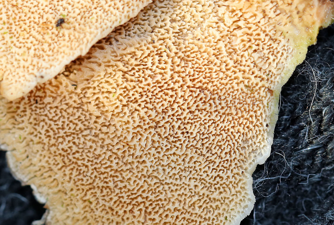 Trichaptum Fungus - Trichaptum sp. Fan-shaped fungus that had zones of buff, tan, and peach colors. Pore surface was tan and had eroded and developed teeth with maturity. 3-7 cm wide.<br />
<br />
Habitat:Growing on rotting wood in a swampy forest.<br />
<figure class="photo"><a href="https://www.jungledragon.com/image/71742/trichaptum_fungus_-_trichaptum_sp.html" title="Trichaptum Fungus - Trichaptum sp."><img src="https://s3.amazonaws.com/media.jungledragon.com/images/3232/71742_thumb.jpg?AWSAccessKeyId=05GMT0V3GWVNE7GGM1R2&Expires=1761782410&Signature=cDhxibzlOJhPh6EG2m6a0rqn9%2F4%3D" width="200" height="154" alt="Trichaptum Fungus - Trichaptum sp. Fan-shaped fungus that had zones of buff, tan, and peach colors. Pore surface was tan and had eroded and developed teeth with maturity. 3-7 cm wide.<br />
<br />
Habitat:Growing on rotting wood in a swampy forest.<br />
https://www.jungledragon.com/image/71743/trichaptum_fungus_-_trichaptum_sp.html<br />
https://www.jungledragon.com/image/71744/trichaptum_fungus_-_trichaptum_sp.html Geotagged,Trichaptum,Trichaptum Fungus,United States,Winter,fungus" /></a></figure><br />
<figure class="photo"><a href="https://www.jungledragon.com/image/71743/trichaptum_fungus_-_trichaptum_sp.html" title="Trichaptum Fungus - Trichaptum sp."><img src="https://s3.amazonaws.com/media.jungledragon.com/images/3232/71743_thumb.jpg?AWSAccessKeyId=05GMT0V3GWVNE7GGM1R2&Expires=1761782410&Signature=sfCHpCA6BN8%2Bgk0vUCuZxgYHQEU%3D" width="200" height="150" alt="Trichaptum Fungus - Trichaptum sp. Fan-shaped fungus that had zones of buff, tan, and peach colors. Pore surface was tan and had eroded and developed teeth with maturity. 3-7 cm wide.<br />
<br />
Habitat:Growing on rotting wood in a swampy forest.<br />
https://www.jungledragon.com/image/71744/trichaptum_fungus_-_trichaptum_sp.html<br />
https://www.jungledragon.com/image/71742/trichaptum_fungus_-_trichaptum_sp.html Geotagged,Trichaptum,Trichaptum Fungus,United States,Winter" /></a></figure> Geotagged,Trichaptum,Trichaptum Fungus,United States,Winter