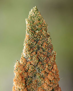 Cinnamon Fern - Osmundastrum cinnamomeum Hairy fiddlehead of a cinnamon fern! They were growing in clumps on the side of a pond.
https://www.jungledragon.com/image/60298/cinnamon_fern.html
https://www.jungledragon.com/image/60300/cinnamon_fern.html
https://www.jungledragon.com/image/71746/cinnamon_fern_-_osmundastrum_cinnamomeum.html
https://www.jungledragon.com/image/71747/cinnamon_fern_-_osmundastrum_cinnamomeum.html Cinnamon Fern,Geotagged,Osmundastrum cinnamomeum,Spring,United States