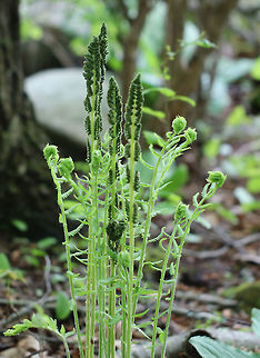 Cinnamon Fern - Osmundastrum cinnamomeum cinnamon ferns! They were growing in clumps on the side of a pond.
https://www.jungledragon.com/image/60298/cinnamon_fern.html
https://www.jungledragon.com/image/60300/cinnamon_fern.html
https://www.jungledragon.com/image/71745/cinnamon_fern_-_osmundastrum_cinnamomeum.html
https://www.jungledragon.com/image/71747/cinnamon_fern_-_osmundastrum_cinnamomeum.html Cinnamon Fern,Geotagged,Osmundastrum cinnamomeum,Spring,United States,fern