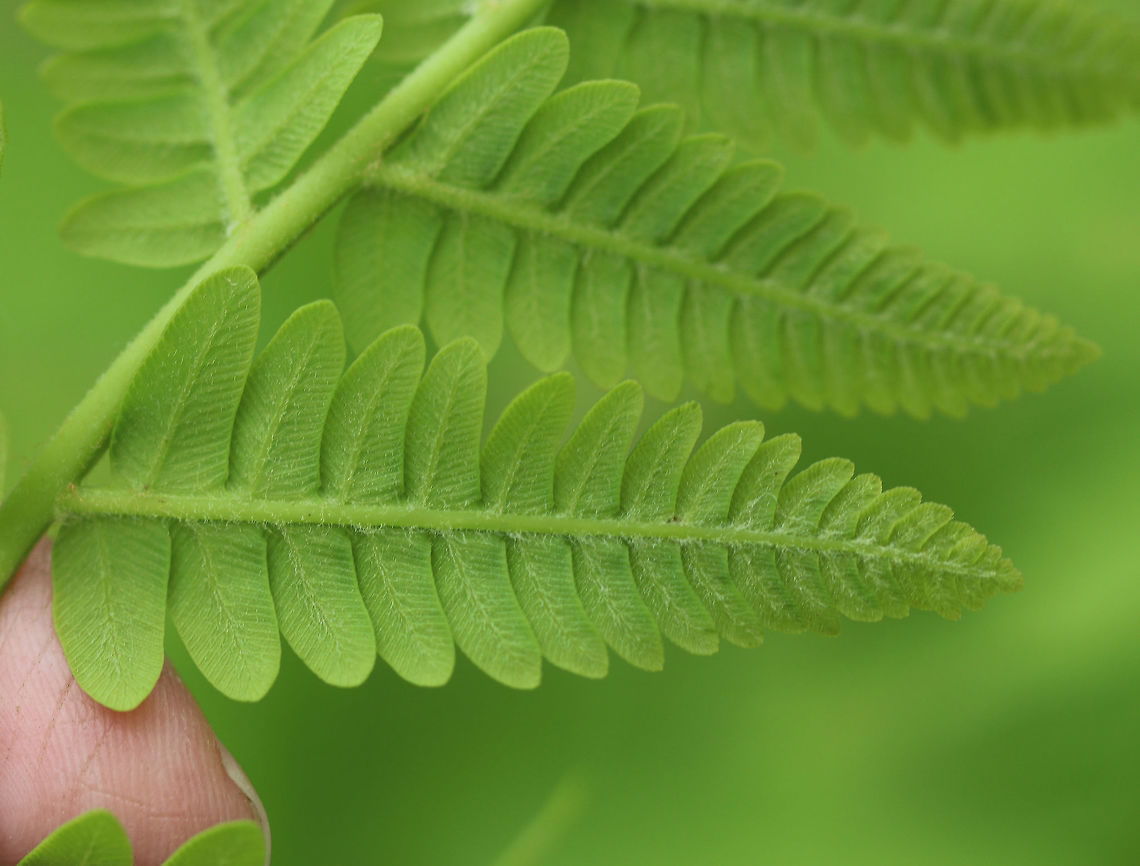 Cinnamon Fern - Osmundastrum cinnamomeum Cinnamon ferns! They were growing in clumps on the side of a pond.<br />
<figure class="photo"><a href="https://www.jungledragon.com/image/60298/cinnamon_fern_-_osmundastrum_cinnamomeum.html" title="Cinnamon Fern - Osmundastrum cinnamomeum"><img src="https://s3.amazonaws.com/media.jungledragon.com/images/3232/60298_thumb.jpg?AWSAccessKeyId=05GMT0V3GWVNE7GGM1R2&Expires=1769040010&Signature=wxwvJzabvKp%2BDdNbuZP1ccUDkmQ%3D" width="200" height="156" alt="Cinnamon Fern - Osmundastrum cinnamomeum Hairy fiddlehead of a cinnamon fern! They were growing in clumps on the side of a pond.<br />
https://www.jungledragon.com/image/60300/cinnamon_fern.html<br />
https://www.jungledragon.com/image/71745/cinnamon_fern_-_osmundastrum_cinnamomeum.html<br />
https://www.jungledragon.com/image/71746/cinnamon_fern_-_osmundastrum_cinnamomeum.html<br />
https://www.jungledragon.com/image/71747/cinnamon_fern_-_osmundastrum_cinnamomeum.html<br />
 Cinnamon Fern,Geotagged,Osmundastrum,Osmundastrum cinnamomeum,Spring,United States,fern" /></a></figure><br />
<figure class="photo"><a href="https://www.jungledragon.com/image/60300/cinnamon_fern_-_osmundastrum_cinnamomeum.html" title="Cinnamon Fern - Osmundastrum cinnamomeum"><img src="https://s3.amazonaws.com/media.jungledragon.com/images/3232/60300_thumb.jpg?AWSAccessKeyId=05GMT0V3GWVNE7GGM1R2&Expires=1769040010&Signature=ddkq%2FbLKUnS%2BYQ7a91pWAWxeDoQ%3D" width="200" height="160" alt="Cinnamon Fern - Osmundastrum cinnamomeum Cinnamon ferns have hairy stalks and the fertile pinnae are located on a single frond. The pinnae turn brown with age.<br />
<br />
They were growing in clumps on the side of a pond.<br />
https://www.jungledragon.com/image/60298/cinnamon_fern.html<br />
https://www.jungledragon.com/image/71745/cinnamon_fern_-_osmundastrum_cinnamomeum.html<br />
https://www.jungledragon.com/image/71746/cinnamon_fern_-_osmundastrum_cinnamomeum.html<br />
https://www.jungledragon.com/image/71747/cinnamon_fern_-_osmundastrum_cinnamomeum.html Cinnamon Fern,Geotagged,Osmundastrum cinnamomeum,Spring,United States,fern" /></a></figure><br />
<figure class="photo"><a href="https://www.jungledragon.com/image/71745/cinnamon_fern_-_osmundastrum_cinnamomeum.html" title="Cinnamon Fern - Osmundastrum cinnamomeum"><img src="https://s3.amazonaws.com/media.jungledragon.com/images/3232/71745_thumb.jpg?AWSAccessKeyId=05GMT0V3GWVNE7GGM1R2&Expires=1769040010&Signature=jzCDa9OVcVRrPEJdnEWJgyK%2Bp44%3D" width="122" height="152" alt="Cinnamon Fern - Osmundastrum cinnamomeum Hairy fiddlehead of a cinnamon fern! They were growing in clumps on the side of a pond.<br />
https://www.jungledragon.com/image/60298/cinnamon_fern.html<br />
https://www.jungledragon.com/image/60300/cinnamon_fern.html<br />
https://www.jungledragon.com/image/71746/cinnamon_fern_-_osmundastrum_cinnamomeum.html<br />
https://www.jungledragon.com/image/71747/cinnamon_fern_-_osmundastrum_cinnamomeum.html Cinnamon Fern,Geotagged,Osmundastrum cinnamomeum,Spring,United States" /></a></figure><br />
<figure class="photo"><a href="https://www.jungledragon.com/image/71746/cinnamon_fern_-_osmundastrum_cinnamomeum.html" title="Cinnamon Fern - Osmundastrum cinnamomeum"><img src="https://s3.amazonaws.com/media.jungledragon.com/images/3232/71746_thumb.jpg?AWSAccessKeyId=05GMT0V3GWVNE7GGM1R2&Expires=1769040010&Signature=M8XVNHw1rbUw2FG0DSrasEyLLvU%3D" width="112" height="152" alt="Cinnamon Fern - Osmundastrum cinnamomeum cinnamon ferns! They were growing in clumps on the side of a pond.<br />
https://www.jungledragon.com/image/60298/cinnamon_fern.html<br />
https://www.jungledragon.com/image/60300/cinnamon_fern.html<br />
https://www.jungledragon.com/image/71745/cinnamon_fern_-_osmundastrum_cinnamomeum.html<br />
https://www.jungledragon.com/image/71747/cinnamon_fern_-_osmundastrum_cinnamomeum.html Cinnamon Fern,Geotagged,Osmundastrum cinnamomeum,Spring,United States,fern" /></a></figure> Cinnamon Fern,Geotagged,Osmundastrum cinnamomeum,Spring,United States