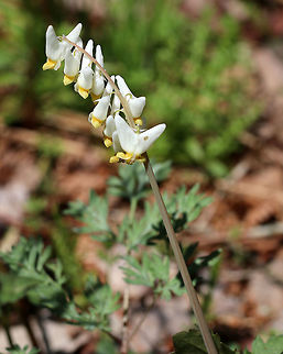 Dutchman’s Breeches - Dicentra cucullaria Clusters of white, pantaloon-shaped flowers on a leafless stalk that rises above feathery, basal leaves.

These flowers are pollinated by early spring bumblebees, whose proboscises are long enough to tap the nectar. However, other bees with proboscises that are too short to reach the nectar usually just snip a hole through the outside of the flower at the site of nectar accumulation - this allows the bee to steal the nectar. Such nectar-robbing, however, doesn't bring about pollination.

**Note the small hole on the right side of the bottom flower - this is a hole made by a nectar thief!
https://www.jungledragon.com/image/59536/dutchmans_breeches_-_leaves.html
https://www.jungledragon.com/image/59535/dutchmans_breeches.html Dicentra cucullaria,Dutchman's breeches,Geotagged,Spring,United States