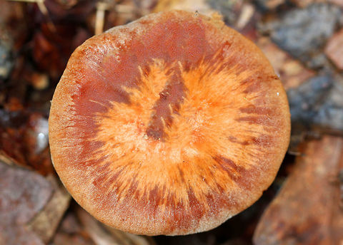 Cortinar Mushroom - Cortinarius sp. These mushrooms had an interesting red/orange/brown tie dye pattern on their caps. There were three mushrooms growing near each other, and the largest had a cap size of just over 5 cm. The stems had similar colors as the caps. The gills were cinnamon brown.

Habitat: Growing on the ground in a deciduous forest.

Note: Several mushrooms in this genus are poisonous and can cause acute tubulointerstitial nephritis, which is a disease that affects the kidneys and can lead to kidney failure. In addition, some species are actually lethal. Therefore, it is suggested that none of the mushrooms from this genus be consumed especially because it can be very difficult to distinguish between species. Geotagged,Summer,United States,cortinar,cortinarius,fungus,mushroom