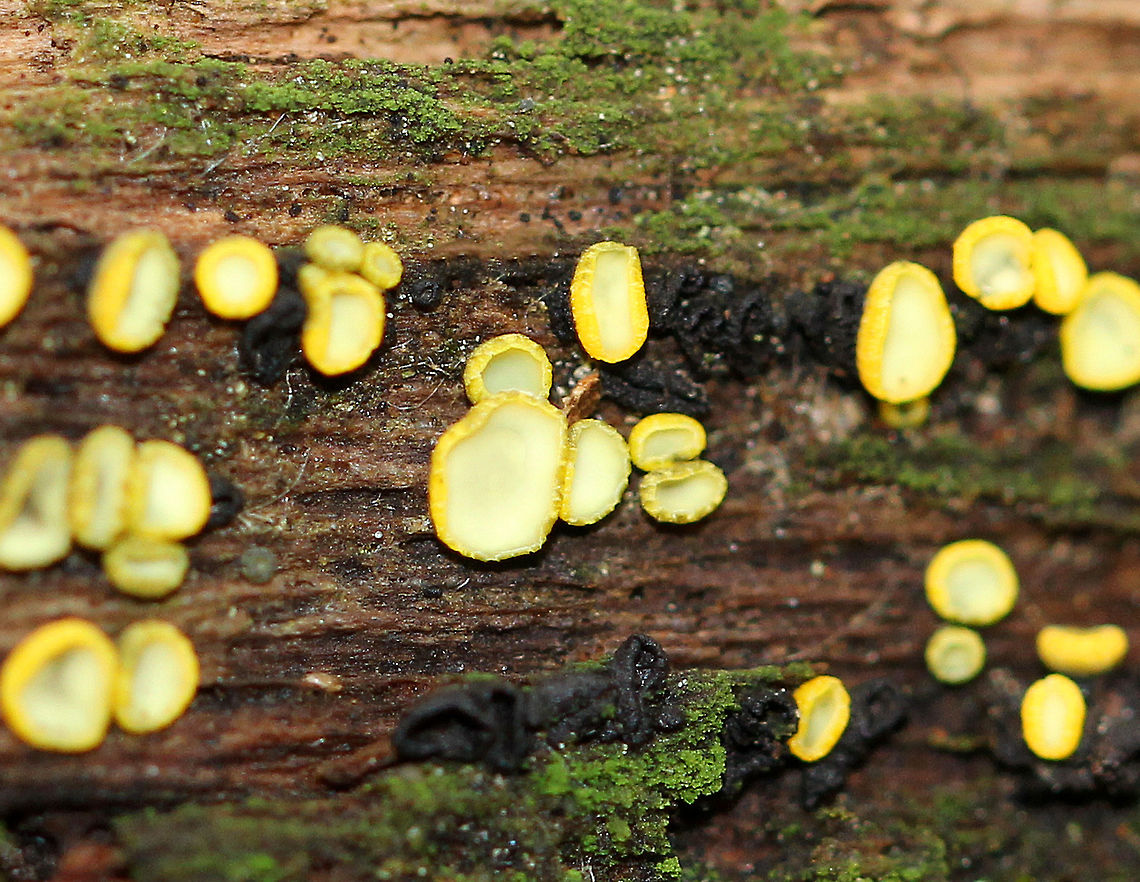 Chlorosplenium Cup Fungus -  Chlorosplenium sp. Tiny, yellow cup fungus that really stood out in the autumn landscape! The centers were cream colored-pale yellow and the outsides were darker yellow. Sizes ranged from 1-2 mm.<br />
<br />
Habitat: Growing gregariously on well-decayed, decorticated conifer wood.<br />
<br />
Note: Could be either Chlorosplenium hypochlorum or Chlorosplenium chlora. Chlorosplenium,Chlorosplenium Cup Fungus,Fall,Geotagged,United States,cup fungus,yellow