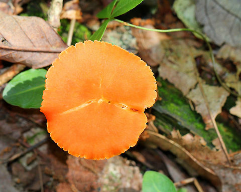 Waxy Cap - Hygrocybe sp. Caps and stems were bright orange. The gills were pale yellow/cream colored. The tallest was about 5 cm.

Habitat: Growing on the ground in a deciduous forest.
https://www.jungledragon.com/image/71752/waxy_cap_-_hygrocybe_sp.html Geotagged,Summer,United States,hygrocybe,waxy cap