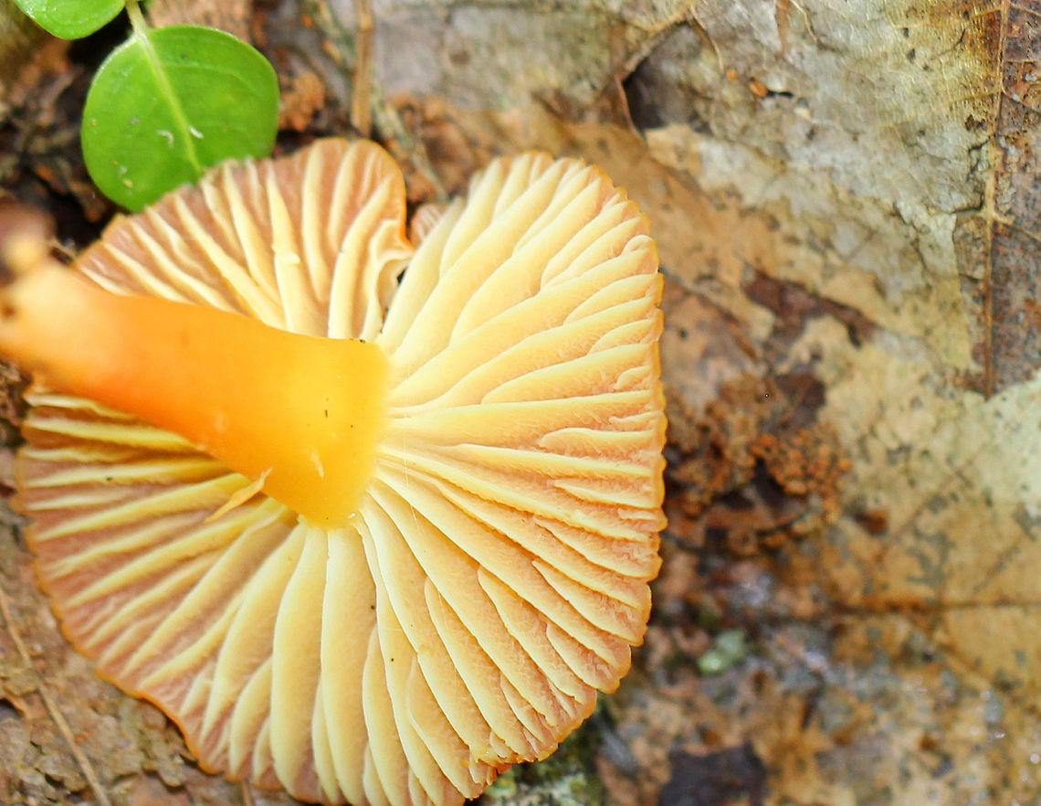 Waxy Cap - Hygrocybe sp. Caps and stems were bright orange. The gills were pale yellow/cream colored. The tallest was about 5 cm.<br />
<br />
Habitat: Growing on the ground in a deciduous forest.<br />
<figure class="photo"><a href="https://www.jungledragon.com/image/71751/waxy_cap_-_hygrocybe_sp.html" title="Waxy Cap - Hygrocybe sp."><img src="https://s3.amazonaws.com/media.jungledragon.com/images/3232/71751_thumb.jpg?AWSAccessKeyId=05GMT0V3GWVNE7GGM1R2&Expires=1759968010&Signature=LIpDUiIHBC5dN8XxZHP2n7TGGdc%3D" width="200" height="160" alt="Waxy Cap - Hygrocybe sp. Caps and stems were bright orange. The gills were pale yellow/cream colored. The tallest was about 5 cm.<br />
<br />
Habitat: Growing on the ground in a deciduous forest.<br />
https://www.jungledragon.com/image/71752/waxy_cap_-_hygrocybe_sp.html Geotagged,Summer,United States,hygrocybe,waxy cap" /></a></figure> Geotagged,Summer,United States,hygrocybe,mushroom,orange,waxy cap