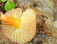 Waxy Cap - Hygrocybe sp. Caps and stems were bright orange. The gills were pale yellow/cream colored. The tallest was about 5 cm.<br />
<br />
Habitat: Growing on the ground in a deciduous forest.<br />
https://www.jungledragon.com/image/71751/waxy_cap_-_hygrocybe_sp.html Geotagged,Summer,United States,hygrocybe,mushroom,orange,waxy cap