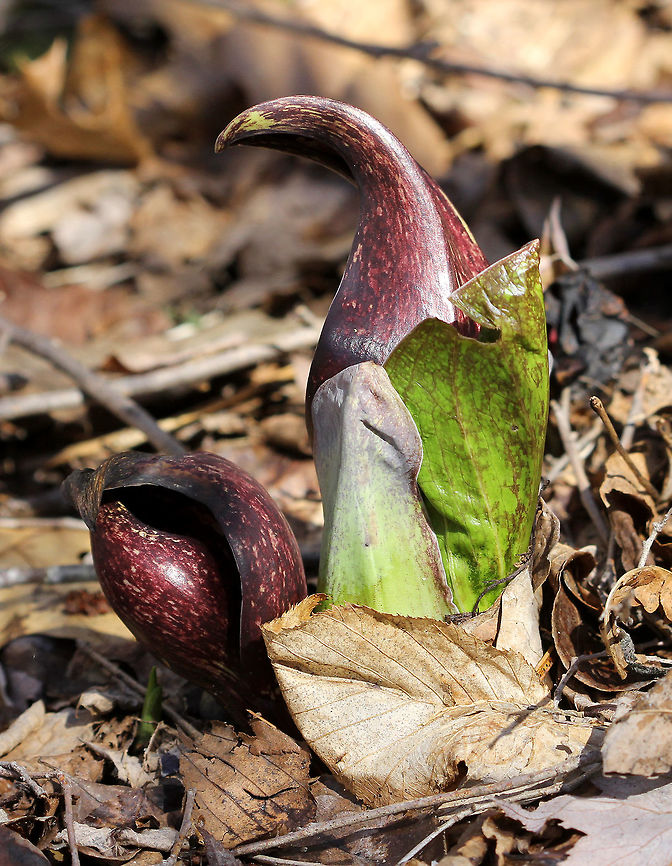 Skunk Cabbage - Symplocarpus foetidus Mottled purple, foul-smelling flowers of skunk cabbage plants. The putrid smell, which is similar to rotting flesh, attracts the flower&#039;s pollinators.<br />
<br />
Habitat:Growing in a wetland area.<br />
<br />
Notes: An interesting feature of skunk cabbage is its ability to create warmth. Skunk cabbages are one of the few plants that exhibit thermogenesis (they can raise their own temperature). This allows skunk cabbage plants to melt their way above the frozen ground and through the snow in early spring. Eastern skunk cabbage,Geotagged,Spring,Symplocarpus foetidus,United States
