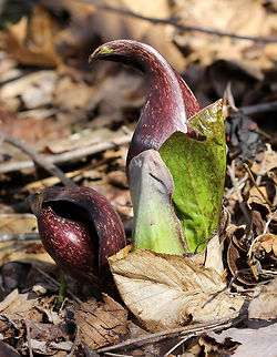 Skunk Cabbage - Symplocarpus foetidus Mottled purple, foul-smelling flowers of skunk cabbage plants. The putrid smell, which is similar to rotting flesh, attracts the flower's pollinators.

Habitat:Growing in a wetland area.

Notes: An interesting feature of skunk cabbage is its ability to create warmth. Skunk cabbages are one of the few plants that exhibit thermogenesis (they can raise their own temperature). This allows skunk cabbage plants to melt their way above the frozen ground and through the snow in early spring. Eastern skunk cabbage,Geotagged,Spring,Symplocarpus foetidus,United States