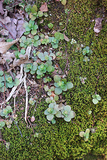 Woodland Stonecrop - Sedum ternatum Woodland Stonecrop has beautiful white flowers, which bloom April to May. Unfortunately, probably due to colder than usual temperatures, these hadn't bloomed yet. The common name of "stonecrop" refers to its ability to thrive on boulders, where its succulent leaves help it to retain moisture in shallow soil. I found a patch of it growing on top of plant roots along the edge of a creek.
https://www.jungledragon.com/image/59018/woodland_stonecrop.html Geotagged,Sedum ternatum,Spring,United States,Woodland stonecrop
