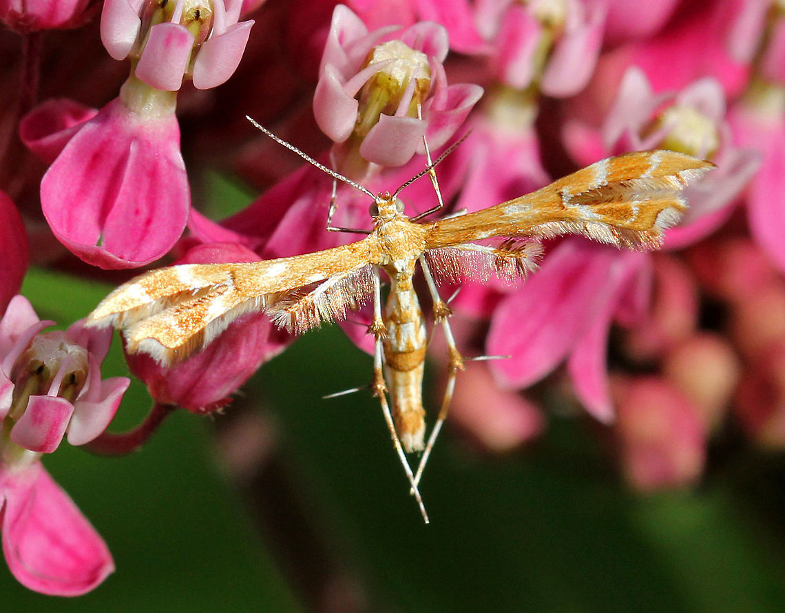 Himmelman's Plume Moth - Geina tenuidactylus Orange/tan and white moth shaped like the letter 'T'<br />
<br />
Habitat: On milkweed in a meadow-ish area Geina tenuidactyla,Geotagged,Himmelman's plume moth,Summer,United States,moth