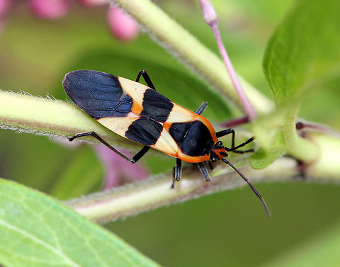 Large Milkweed Bug - Oncopeltus fasciatus Orange and black bug that has orange forward-pointing triangles anteriorly and orange backward-pointing triangles posteriorly, separated by a black band in the middle.

These bugs accumulate toxins from milkweed, which can sicken any predators foolish enough to ignore the aposematic colors that warn of their toxicity.

Habitat: Spotted on milkweed in a wildflower garden. Geotagged,Large milkweed bug,Oncopeltus fasciatus,Summer,United States