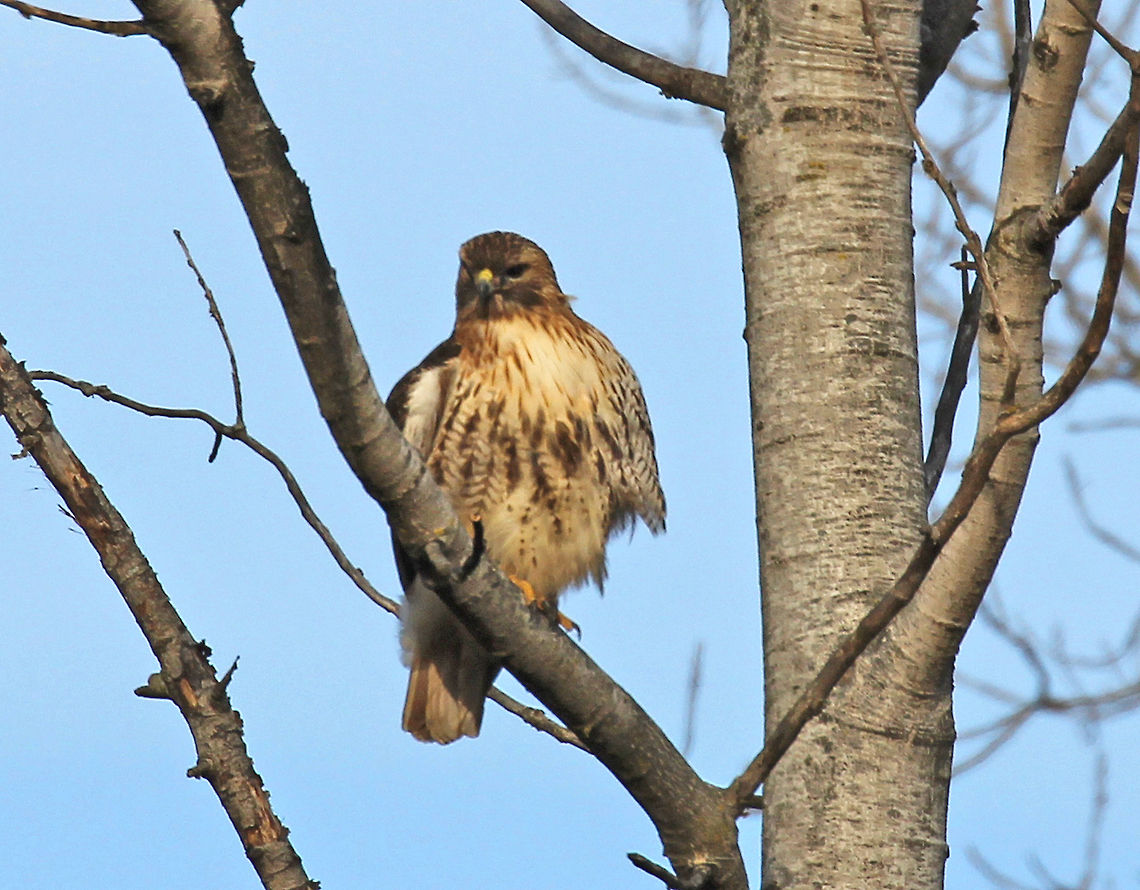 Red-tailed Hawk - Buteo jamaicensis Hawk with a brownish/reddish head, brown streaks in breast and belly feathers, yellow legs and feet, and white underparts.<br />
<br />
Habitat: I saw this hawk sitting in a tree on the edge of a parking lot for a busy shopping plaza. It was a freezing cold day, and this bird really stood out in an urban landscape. Buteo jamaicensis,Geotagged,Red-tailed hawk,United States,Winter,hawk
